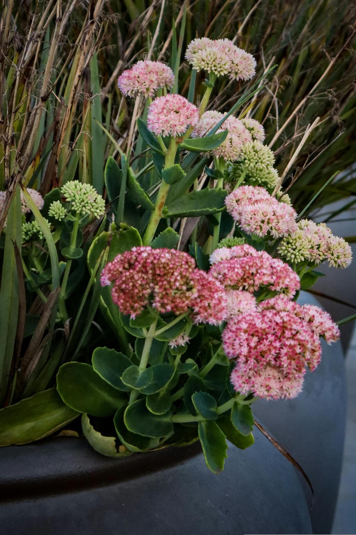 Katere rože posaditi na pokopališču, da bodo cvetele vse poletje / foto pexels.com