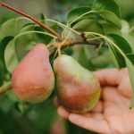 Kako pravilno obrezati hruško, da bo pridelek velik: nasveti za vrtnarje Kako pravilno obrezati hruško, da bo pridelek velik: nasveti za