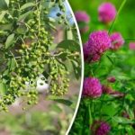 Ne potrebujete vremenske napovedi: katere rastline napovedujejo dež Ne potrebujete vremenske napovedi: katere rastline napovedujejo dež